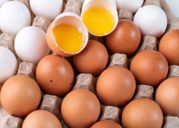 Bantuan Pakan Upaya Stabilkan Harga Telur